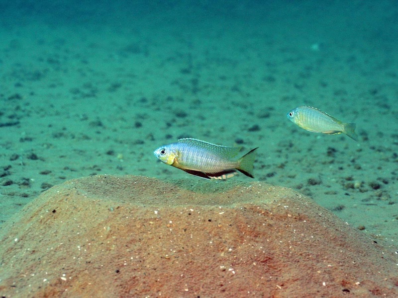 Nyassachromis microcephalus 'Malopa'